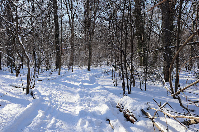 Snow in the woods
