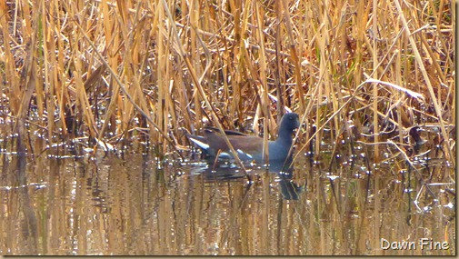 Mattamuskeet NWR_035