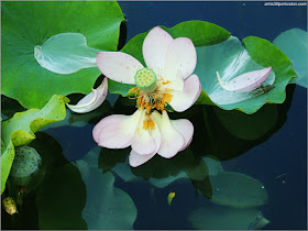 Loto Sagrado en el Dream Lake del Jardín Chino, Montreal