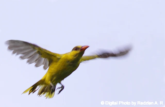 Oriole in flight