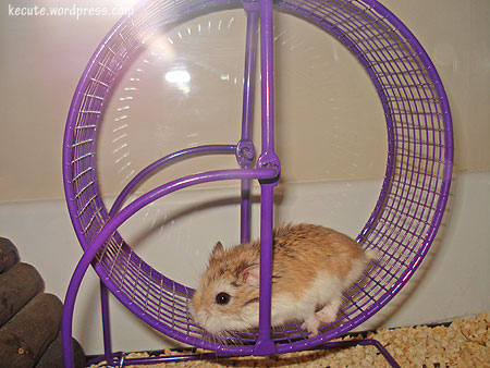  a hamster in 