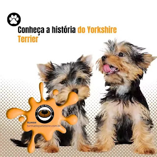 Conheça a história do Yorkshire Terrier