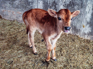 Calf pictures wallpaper HD quality status instagram facebook free download,free,Indian cow and calf images,Cow and calf