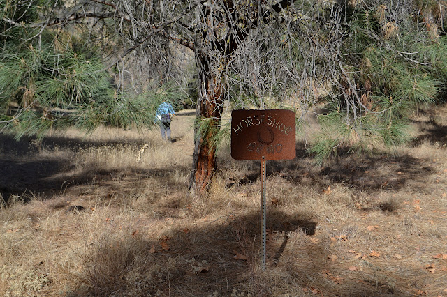 Horseshoe sign