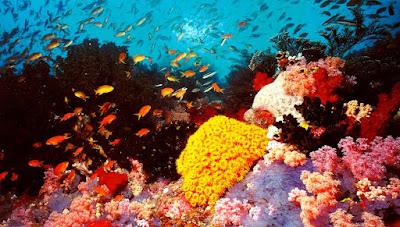 (Australia) – The Great Barrier Reef