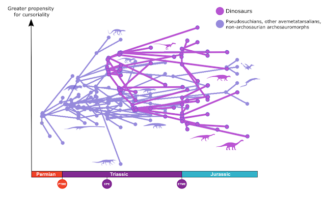 Διάγραμμα που δείχνει την εξέλιξη του μηριαίου οστού κατά την τριαδική περίοδο, με τους δεινόσαυρους να αναπτύσσουν ένα ευρύ φάσμα σχημάτων. [Credit: Amy Shipley]