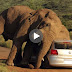 elephant attacks car