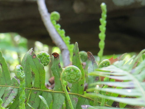 chain fern