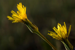 osztrák pozdor (Scorzonera austriaca)