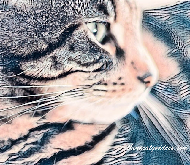 Caturday Art Tattoo Effect