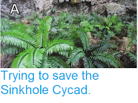 https://sciencythoughts.blogspot.com/2015/02/trying-to-save-sinkhole-cycad.html