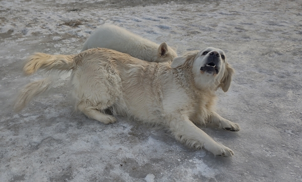 hvit gjeterhund golden retriever