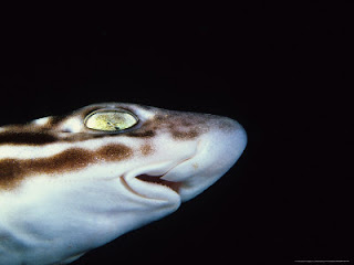 Marbled Catshark