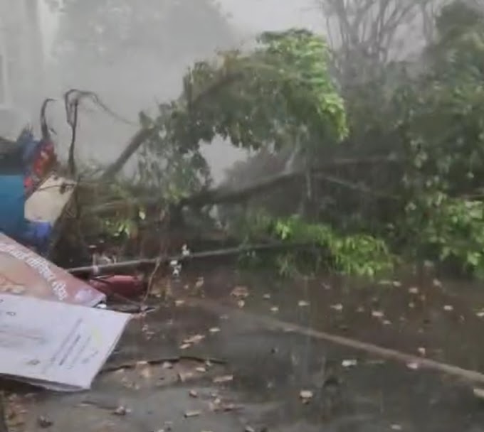 Watch Video: Tree Collapsed in Pant Nagar Police Station At Ghatkopar