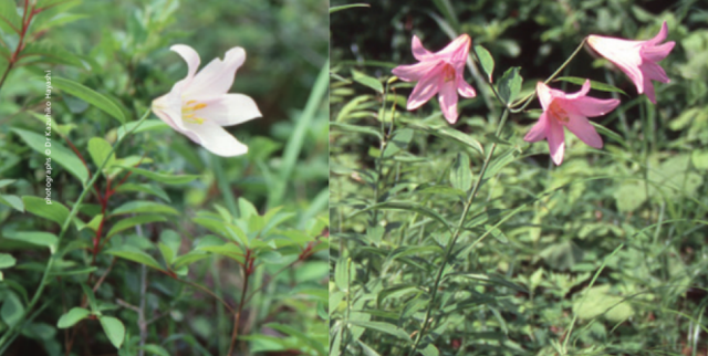 Лилия красноватая (Lilium rubellum)