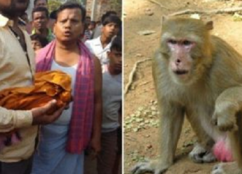 India choc, scimmia rapisce neonato dalla culla e lo uccide