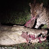 Saat Mencemaskan, Leopard Perjudi Nasib Tekad Rampas Daging Antelop Dari Mulut Buaya Ganas