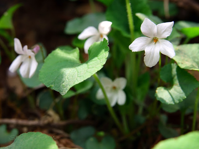  Viola grypoceras