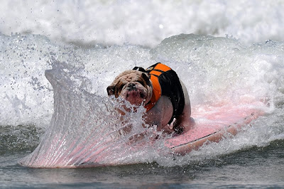 Surfing Dog Championship 2011 Seen On www.coolpicturegallery.us