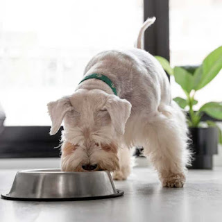 dry food for schnauzer