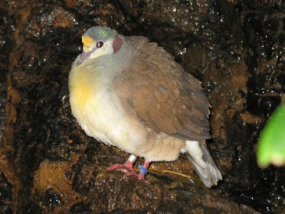 Foto Burung Delimukan Sulawesi