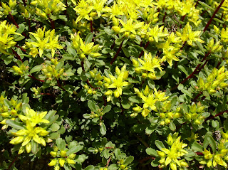 yellow flowers