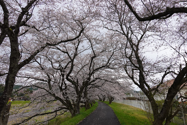 鳥取県西伯郡南部町倭 法勝寺川沿いの堤防道路