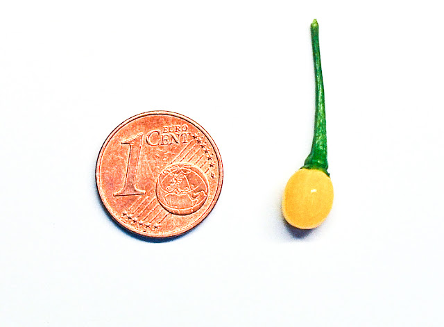 Aji charapita chili close up