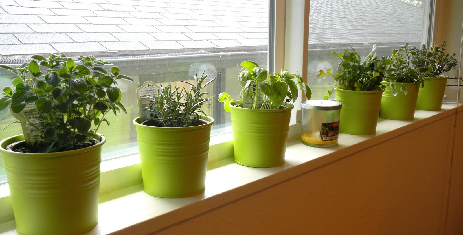 How To Grow Basil Indoors