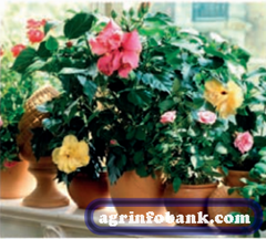 Gardening Talk: Mixing shapes and sizes agrinfobank.com