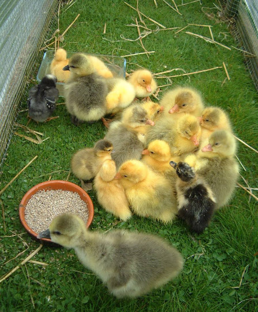 Group of Emden and Sebastopol Goslings