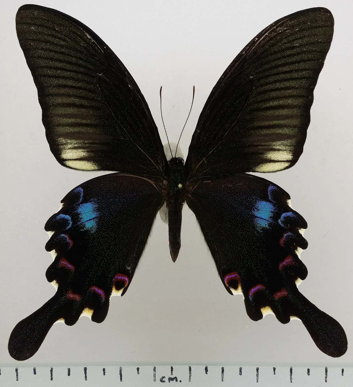 ผีเสื้อหางติ่งแววมยุรา Papilio bianor subsp. stockleyi
