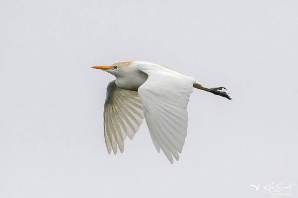 Cattle egret