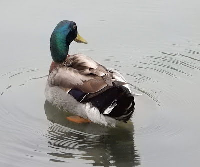 綠頭鴨雄鳥