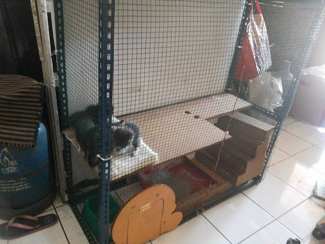 DIY kitten cage