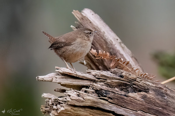 Wren