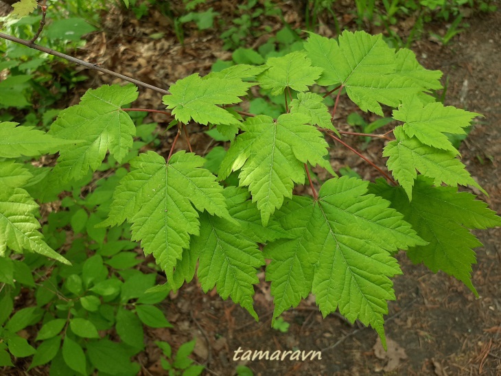 Клён бородатый / Клён бородчатонервный (Acer barbinerve)