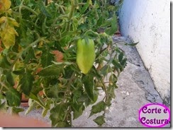 Tomate Roma 2014-07-14 (3)