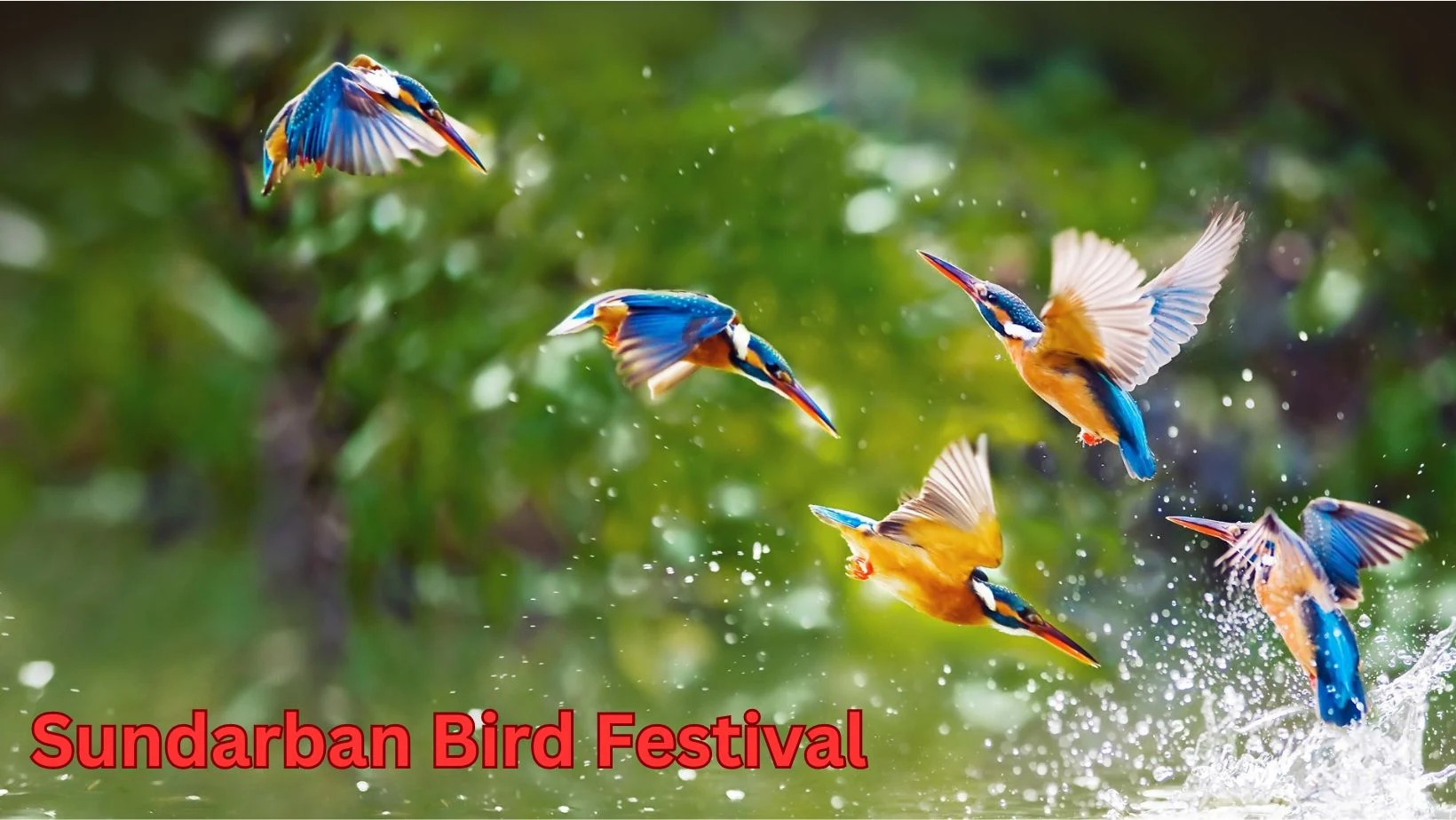 Sundarban Bird festival