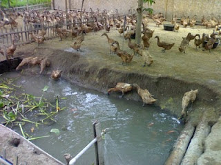 cara ternak bebek petelur