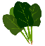 ホウレン草