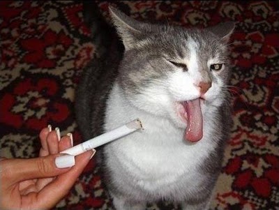 Funny Animals Smoking Best Photos And Wallpapers 2013