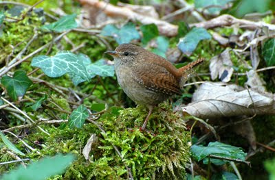 Wren