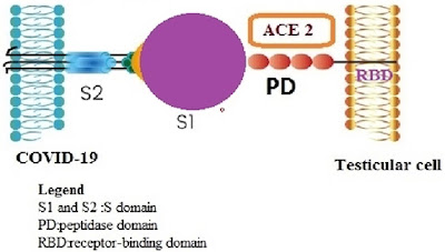 Ilustrasi ikatan antara virus dan sel dalam hal ini dicontohkan dengan reseptor ACE2 pada sel testis peptidase RBD receptor Receptor Binding Domain
