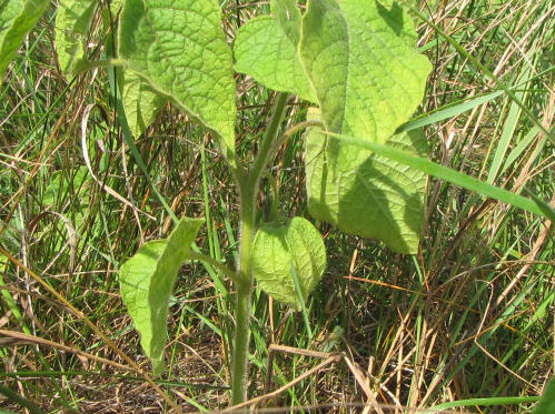 clammy ground cherry growth habit