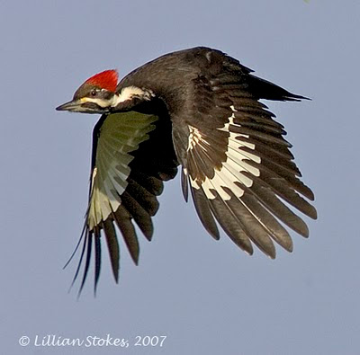 Pictures Of Pileated Woodpecker - Free Pileated Woodpecker pictures 