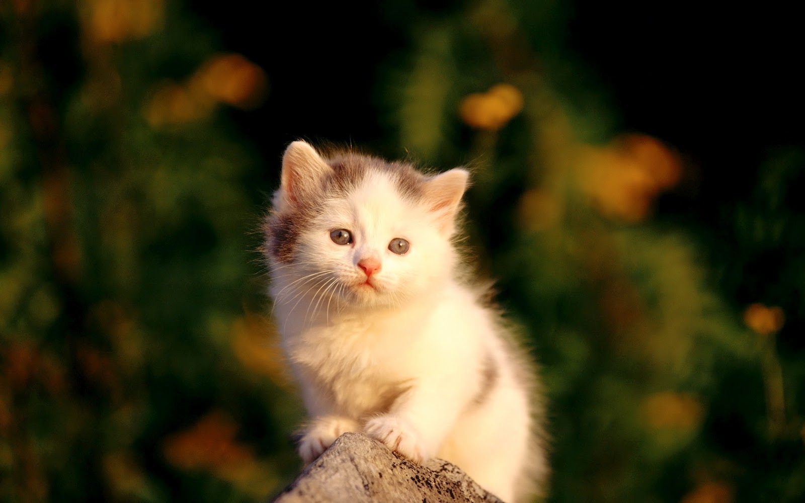 Most Interseting Cutest Cat  Wallpapers 