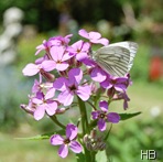 Nachtviole und Kohlweißling © H. Brune