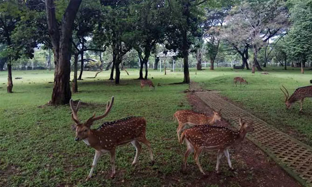 Taman Kemang Pratama Bekasi