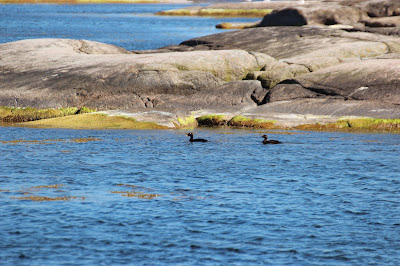 Grutte See-Ein - Grote Zee-Eend - Melanitta fusca